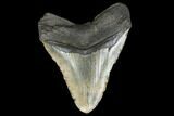 Fossil Megalodon Tooth - + Foot Prehistoric Shark #114406-2